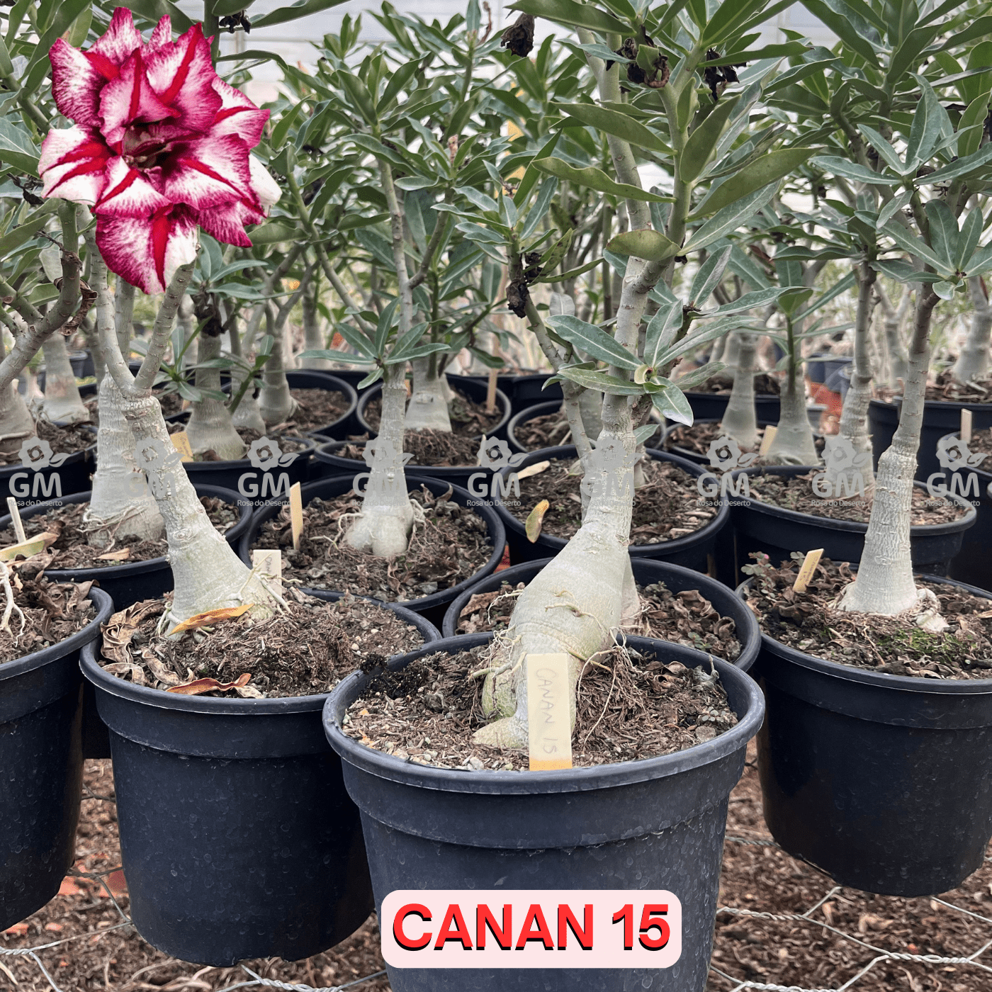 Rosa do Deserto - ENXERTO ADULTO - CANAN 15 - Gm Rosa Do Deserto