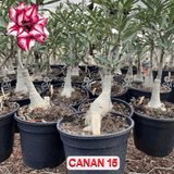 Rosa do Deserto - ENXERTO ADULTO - CANAN 15 - Gm Rosa Do Deserto