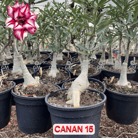Rosa do Deserto - ENXERTO ADULTO - CANAN 15 - Gm Rosa Do Deserto