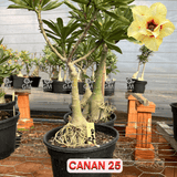 Rosa do Deserto - ENXERTO ADULTO - CANAN 25 - Gm Rosa Do Deserto