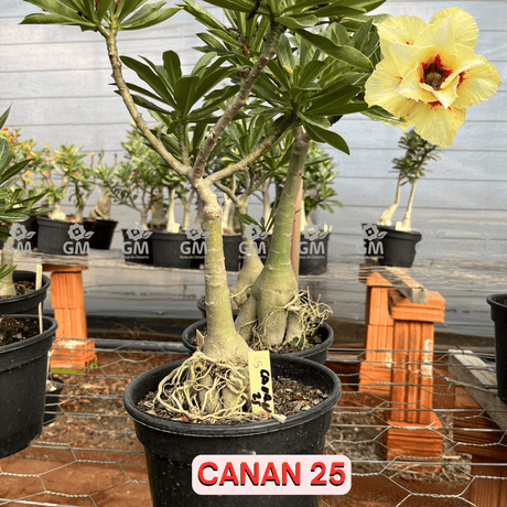 Rosa do Deserto - ENXERTO ADULTO - CANAN 25 - Gm Rosa Do Deserto