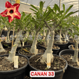 Rosa do Deserto - ENXERTO ADULTO - CANAN 33 - Gm Rosa Do Deserto