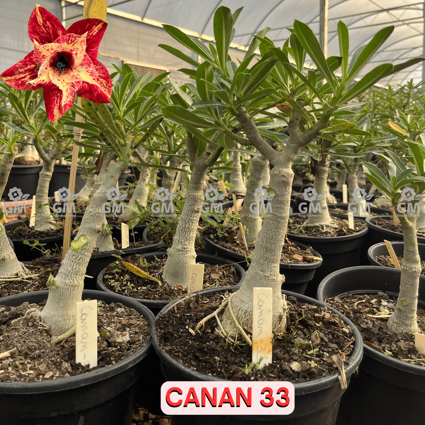 Rosa do Deserto - ENXERTO ADULTO - CANAN 33 - Gm Rosa Do Deserto