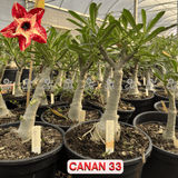 Rosa do Deserto - ENXERTO ADULTO - CANAN 33 - Gm Rosa Do Deserto