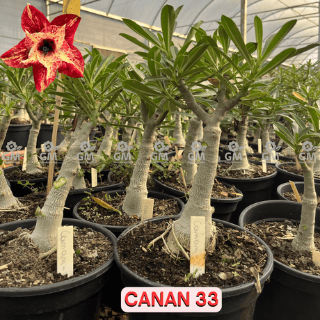 Rosa do Deserto - ENXERTO ADULTO - CANAN 33 - Gm Rosa Do Deserto