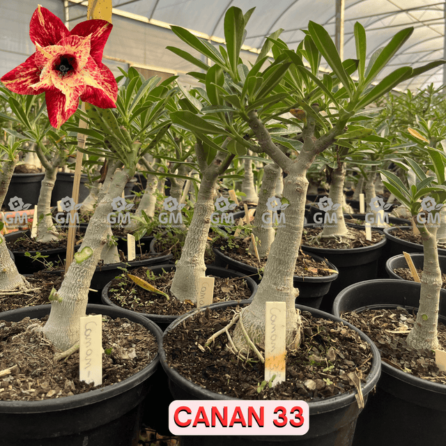 Rosa do Deserto - ENXERTO ADULTO - CANAN 33 - Gm Rosa Do Deserto