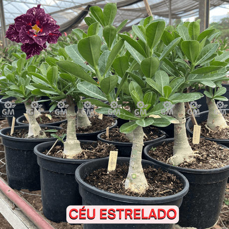 Rosa do Deserto - ENXERTO ADULTO - CEU ESTRELADO - Gm Rosa Do Deserto