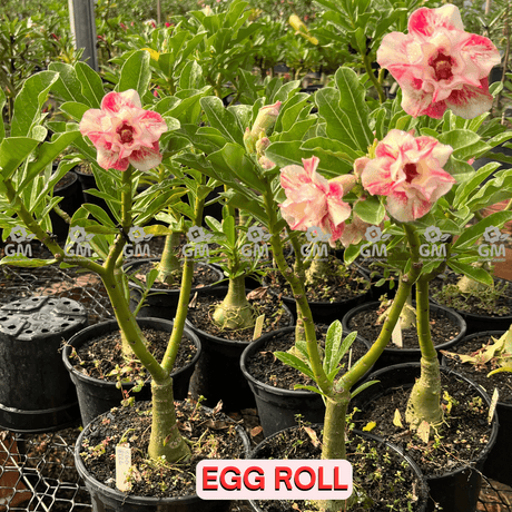  - Rosa do Deserto - ENXERTO ADULTO - EGG ROLL - Gm Rosa Do Deserto