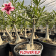 Rosa do Deserto - ENXERTO ADULTO - FLOWER ELF - Gm Rosa Do Deserto