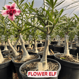 Rosa do Deserto - ENXERTO ADULTO - FLOWER ELF - Gm Rosa Do Deserto