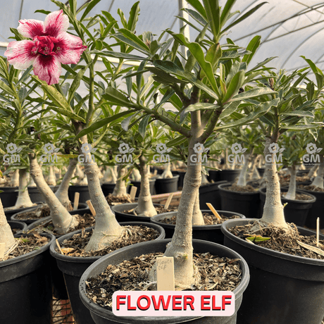 Rosa do Deserto - ENXERTO ADULTO - FLOWER ELF - Gm Rosa Do Deserto