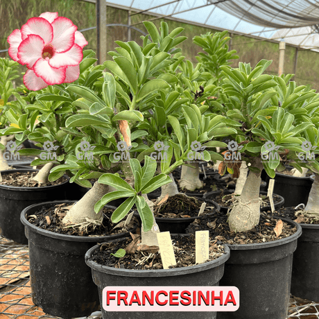 Rosa do Deserto - ENXERTO ADULTO - FRANCESINHA - Gm Rosa Do Deserto