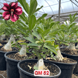 Rosa do Deserto - ENXERTO ADULTO - GM 52 - Gm Rosa Do Deserto