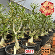 Rosa do Deserto - ENXERTO ADULTO - GM 7 - Gm Rosa Do Deserto