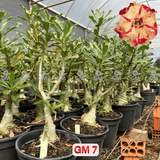 Rosa do Deserto - ENXERTO ADULTO - GM 7 - Gm Rosa Do Deserto