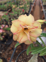 Rosa do Deserto - ENXERTO ADULTO GM DÉA ( PERFUMADA ) - Gm Rosa Do Deserto