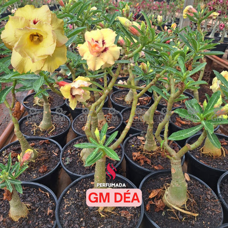 Rosa do Deserto - ENXERTO ADULTO GM DÉA ( PERFUMADA ) - Gm Rosa Do Deserto