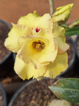 Rosa do Deserto - ENXERTO ADULTO GM DÉA ( PERFUMADA ) - Gm Rosa Do Deserto