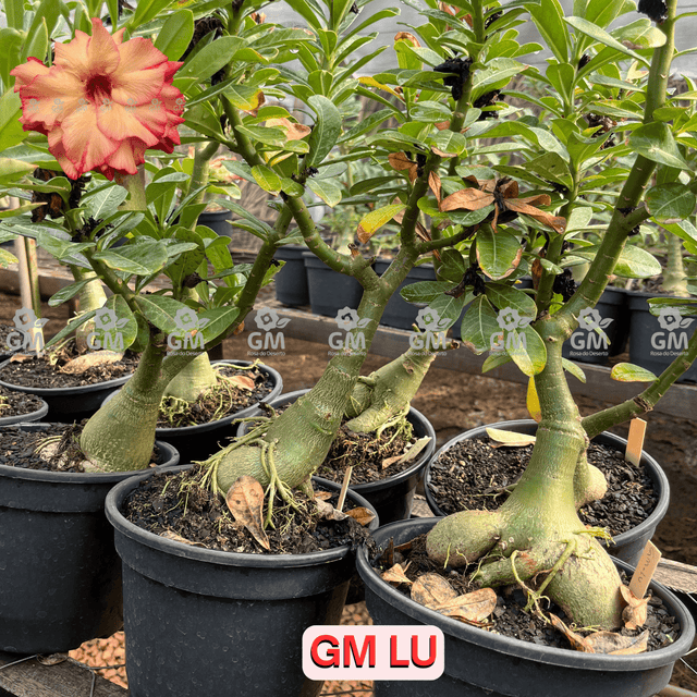  - Rosa do Deserto - ENXERTO ADULTO - GM LU - Gm Rosa Do Deserto
