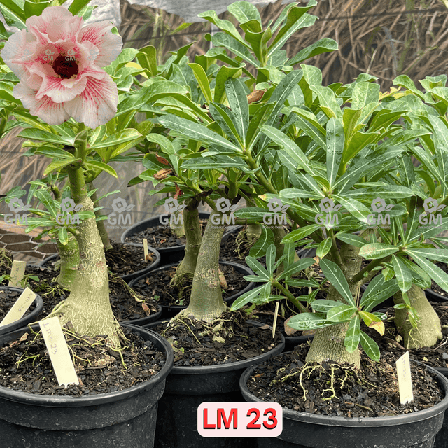  - Rosa do Deserto - ENXERTO ADULTO - LM 23 - Gm Rosa Do Deserto