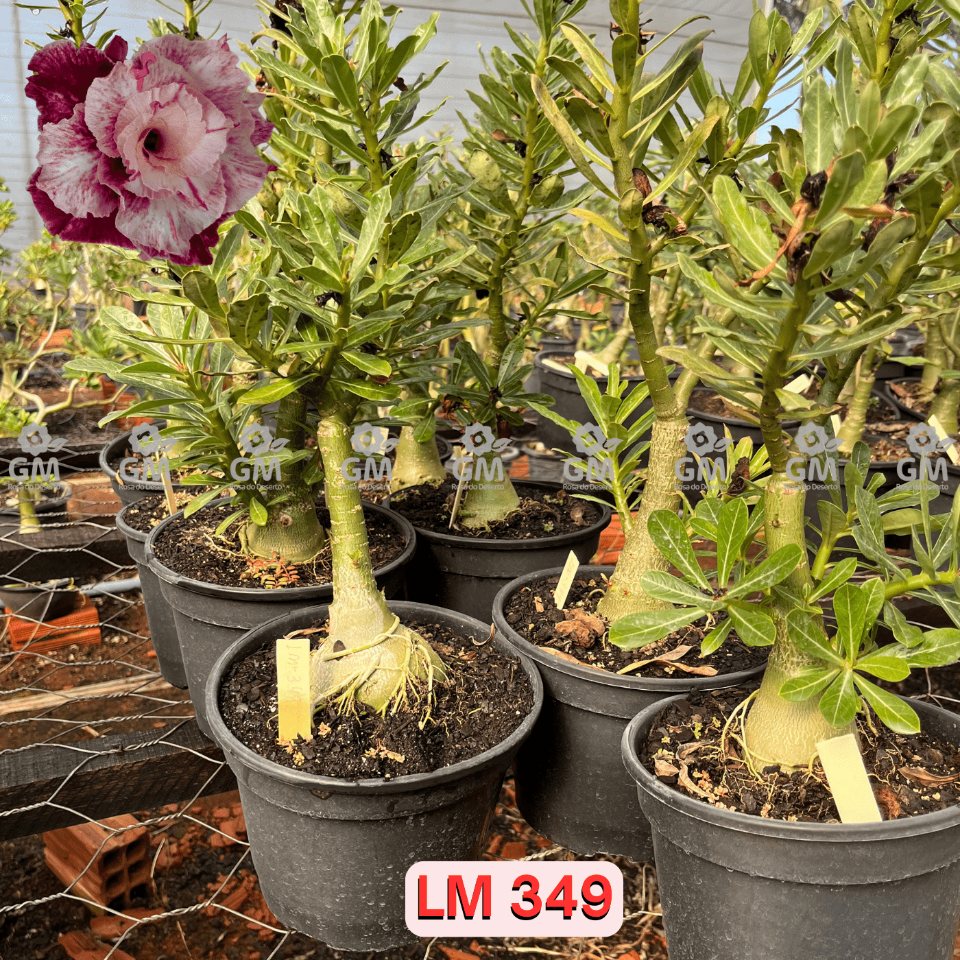  - Rosa do Deserto - ENXERTO ADULTO - LM 349 - Gm Rosa Do Deserto