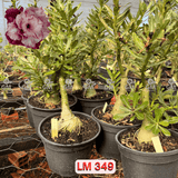 - Rosa do Deserto - ENXERTO ADULTO - LM 349 - Gm Rosa Do Deserto