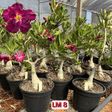 Rosa do Deserto - ENXERTO ADULTO - LM 8 - Gm Rosa Do Deserto