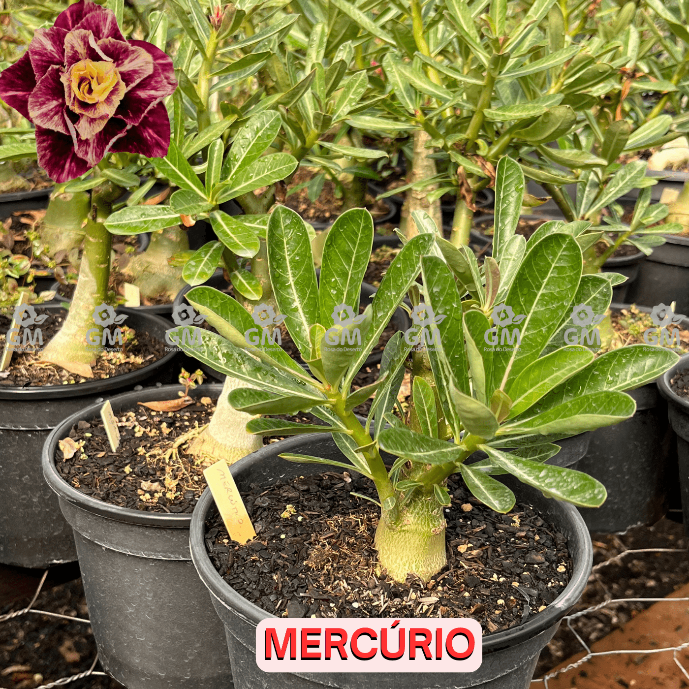  - Rosa do Deserto - ENXERTO ADULTO - MERCURIO - Gm Rosa Do Deserto