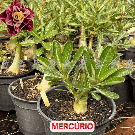  - Rosa do Deserto - ENXERTO ADULTO - MERCURIO - Gm Rosa Do Deserto
