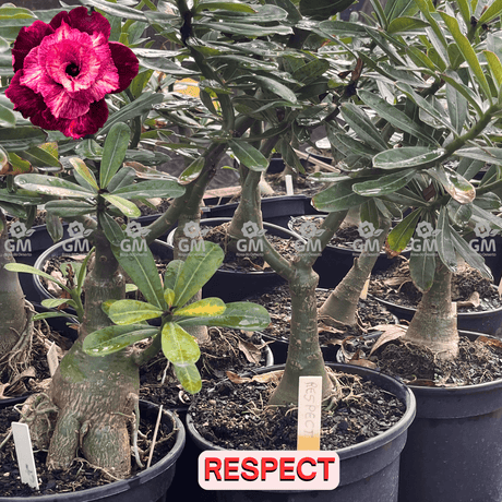  - Rosa do Deserto - ENXERTO ADULTO - RESPECT - Gm Rosa Do Deserto