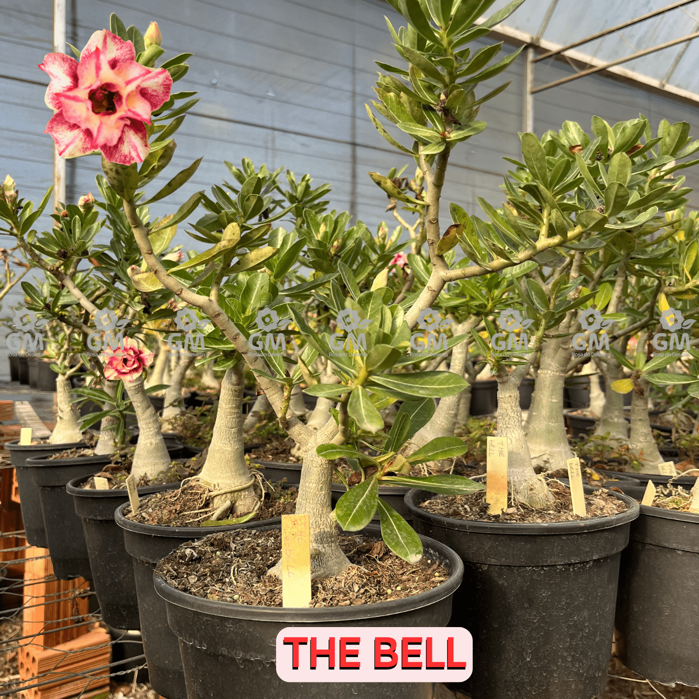  - Rosa do Deserto - ENXERTO ADULTO - THE BELL - Gm Rosa Do Deserto