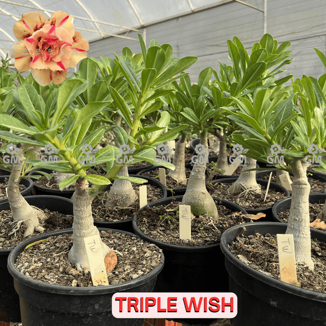  - Rosa do Deserto - ENXERTO ADULTO - TRIPLE WISH ( PERFUMADA ) - Gm Rosa Do Deserto