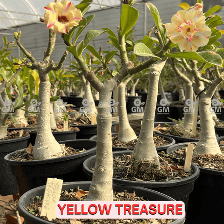  - Rosa do Deserto - ENXERTO ADULTO - YELLOW TREASURE - Gm Rosa Do Deserto