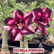  - Rosa do Deserto - ESTRELA PÚRPURA - Gm Rosa Do Deserto