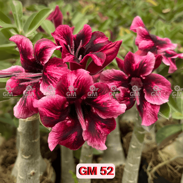  - Rosa do Deserto - GM 52 PERFUMADA - Gm Rosa Do Deserto