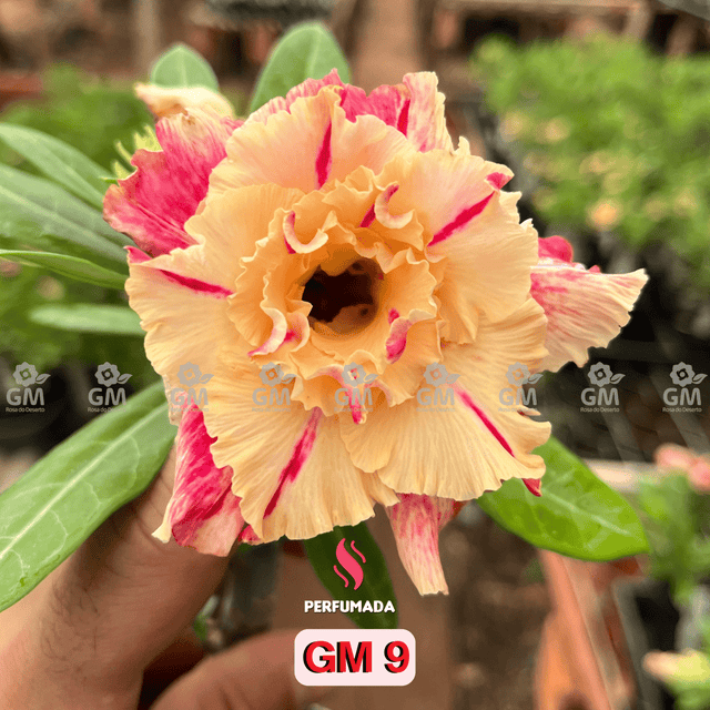 Rosa do Deserto - GM 9 ( PERFUMADA / FLOR GRANDE E MULTIPETALAS ) - Gm Rosa Do Deserto