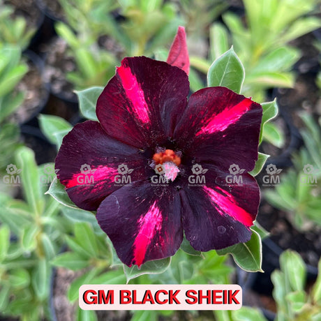 Rosa do Deserto - GM BLACK SHEIK - Gm Rosa Do Deserto