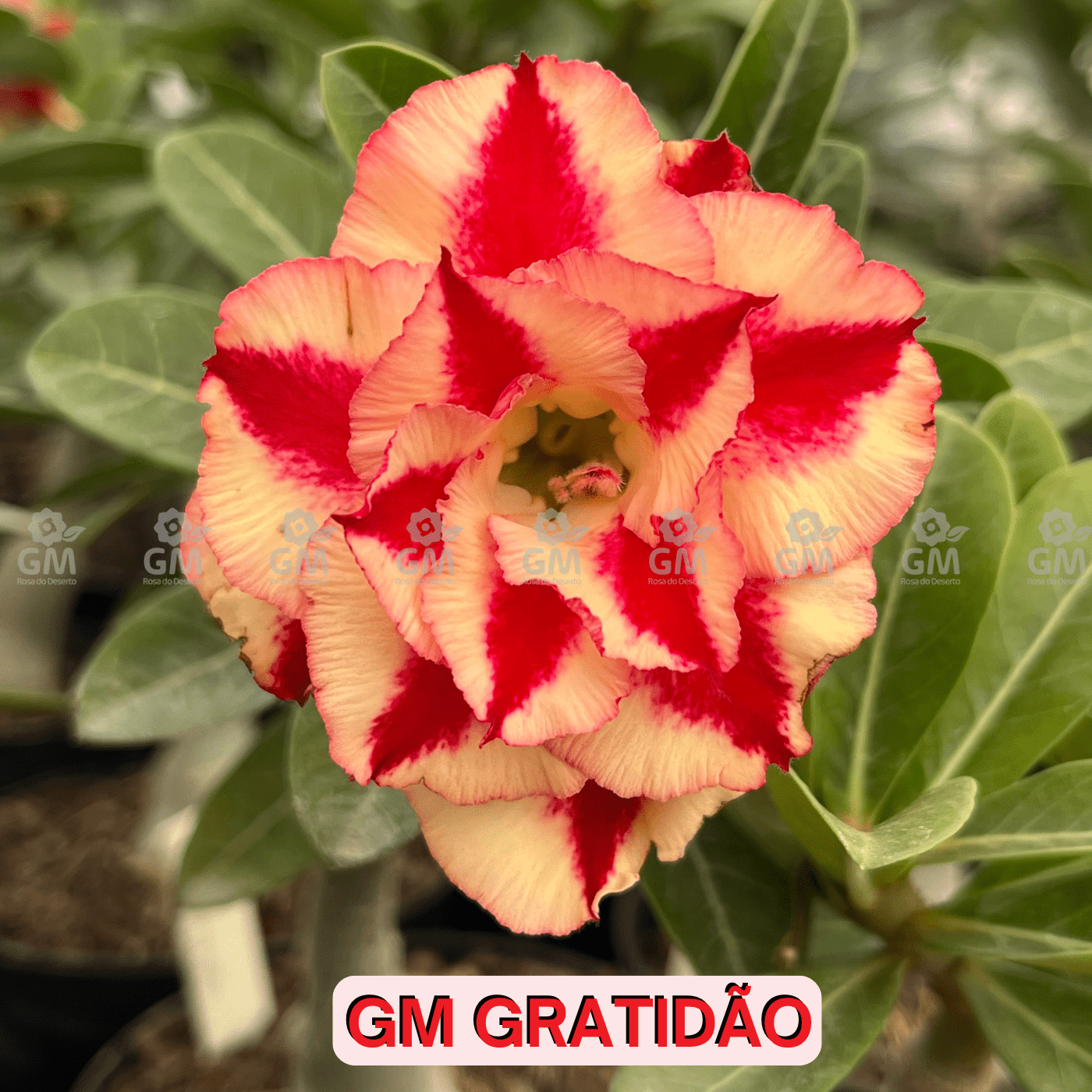  - Rosa do Deserto - GM GRATIDÃO - Gm Rosa Do Deserto