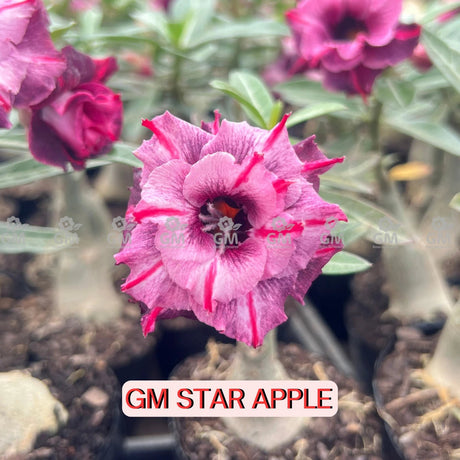 Rosa do Deserto - GM STAR APPLE - Gm Rosa Do Deserto