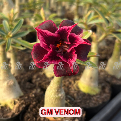 Rosa do Deserto - GM VENOM - Gm Rosa Do Deserto