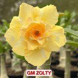  - Rosa do Deserto - GM ZOLTY ( FLOR TRIPLA ) - Gm Rosa Do Deserto