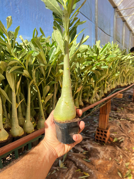 Rosa do Deserto - Kit COM 20 UN PORTA ENXERTO ( CAVALOS ) 20CM ACIMA - Gm Rosa Do Deserto