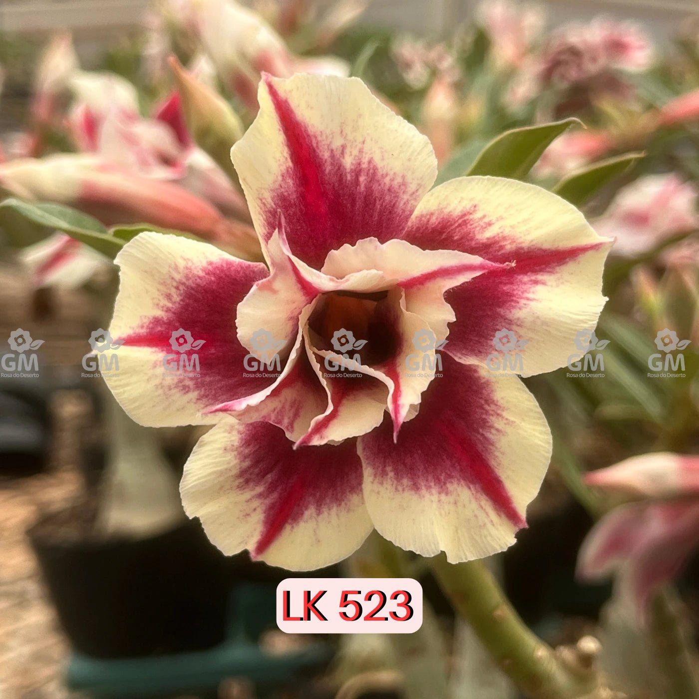 Rosa do Deserto - LK 523 - Gm Rosa Do Deserto