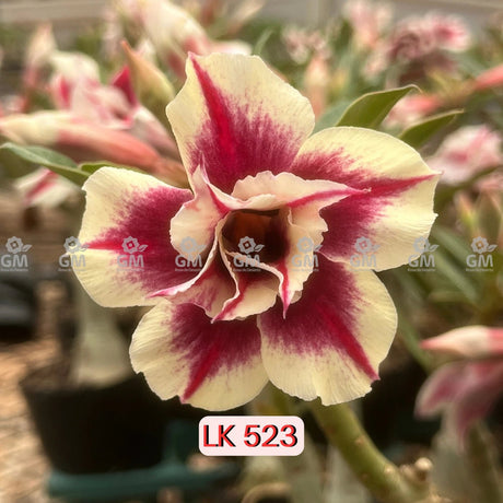 Rosa do Deserto - LK 523 - Gm Rosa Do Deserto