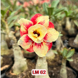 Rosa do Deserto - LM 62 - Gm Rosa Do Deserto