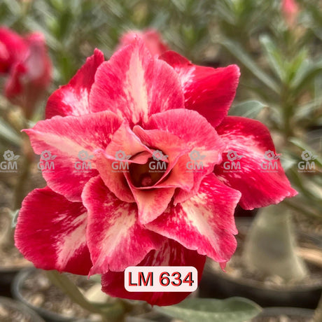 Rosa do Deserto - LM 634 - Gm Rosa Do Deserto