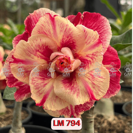 Rosa do Deserto - LM 794 - Gm Rosa Do Deserto