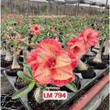 Rosa do Deserto - LM 794 - Gm Rosa Do Deserto