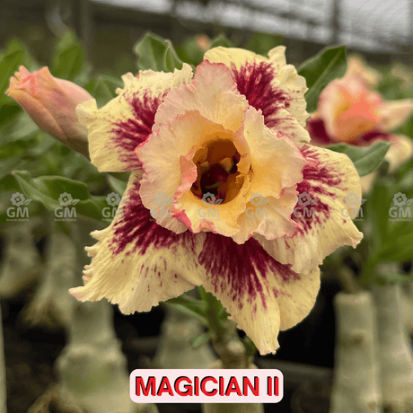  - Rosa do Deserto - MAGICIAN II - Gm Rosa Do Deserto