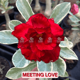  - Rosa do Deserto - MEETING LOVE ( VARIEGATA ) - Gm Rosa Do Deserto